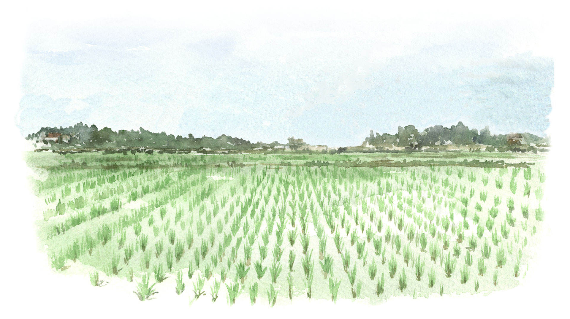 Illustrated farm image